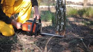 Reliable Paloma Creek South, TX Tree Services Solutions