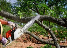 Best Tree Removal  in Paloma Creek South, TX