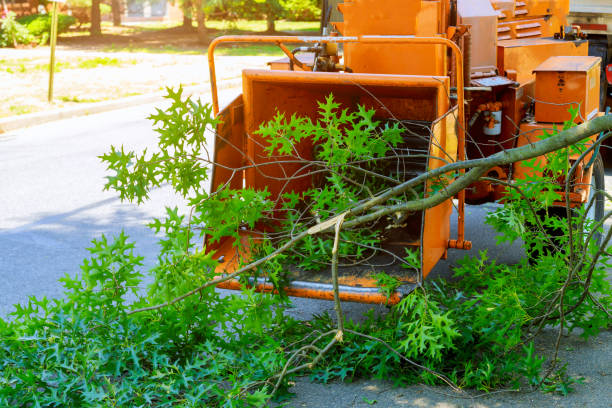 How Our Tree Care Process Works  in  Paloma Creek South, TX