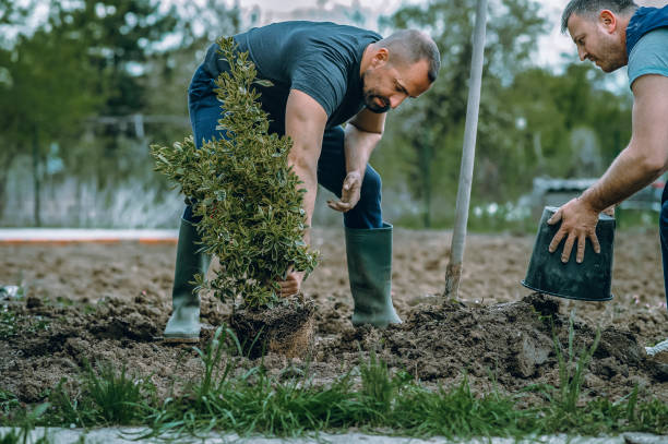 Best Lawn Watering Services  in Paloma Creek South, TX