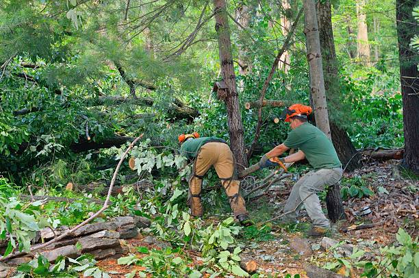 Best Stump Grinding and Removal  in Paloma Creek South, TX