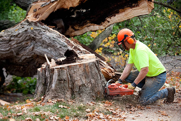  Paloma Creek South, TX Tree Services Pros