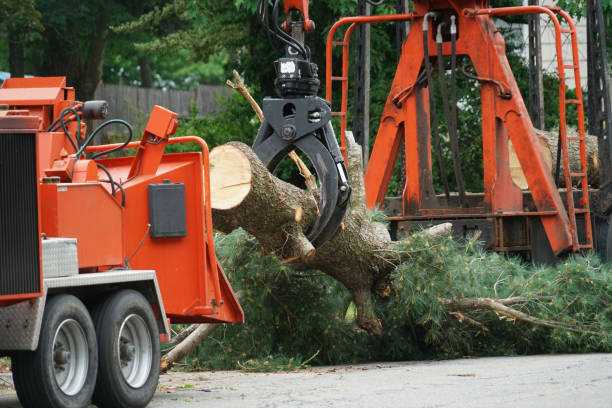 Best Root Management and Removal  in Paloma Creek South, TX