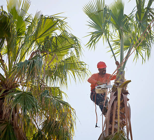 How Our Tree Care Process Works  in  Paloma Creek South, TX