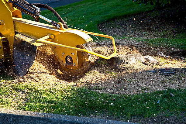 Best Tree Preservation Services  in Paloma Creek South, TX