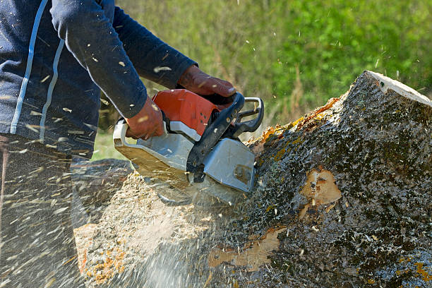 Reliable Paloma Creek South, TX Tree Services Solutions
